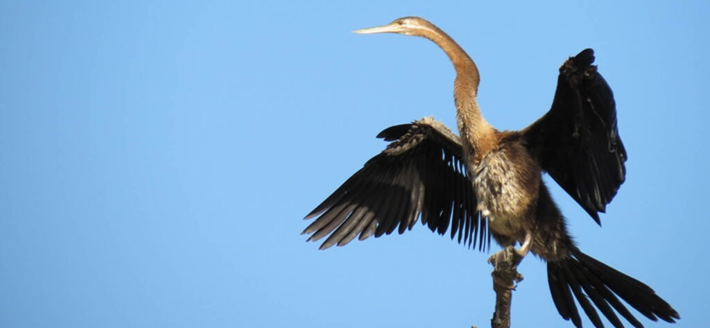 Tanji Bird Reserve