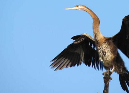 Tanji Bird Reserve
