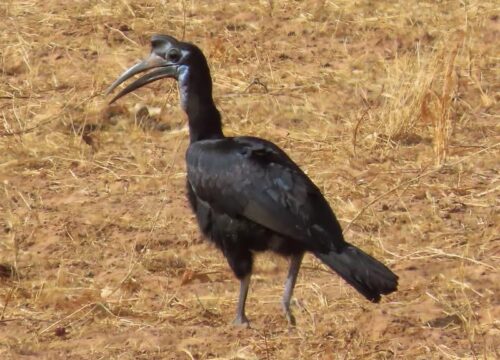 Abyssinian Ground Hornbill