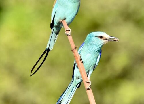 Abyssinian Roller