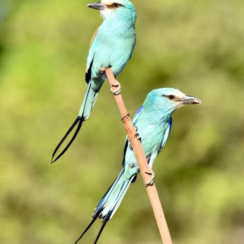 Abyssinian Rollers