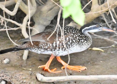 African Finfoot