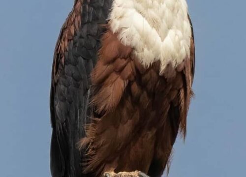African Fish Eagle
