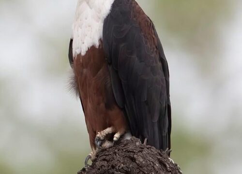 African Fish Eagle