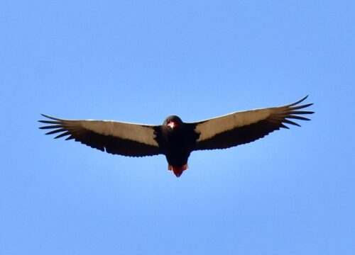 Bateleur