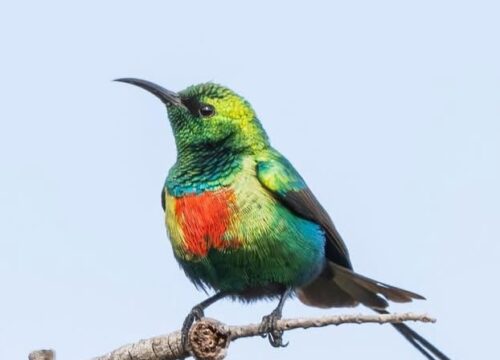 Beautiful Sunbird