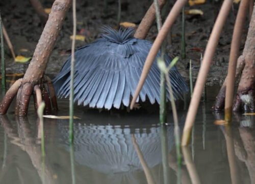 Black Egret Umbrella Bird