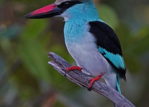 Blue-Breasted Kingfisher