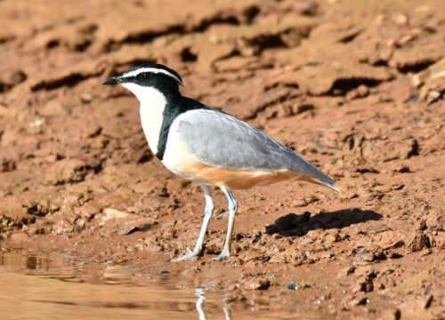 Egyptian Plover