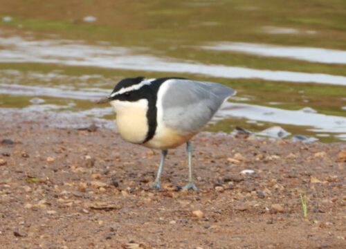 Egyptian Plover