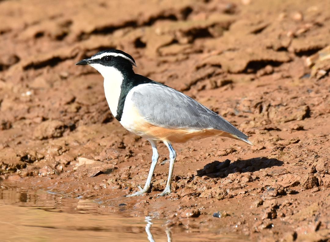 Egyptian Plover
