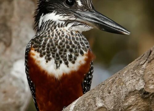Giant Kingfisher