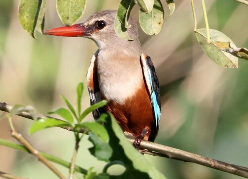 Gray-Headed Kingfisher