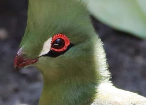 Green Turaco
