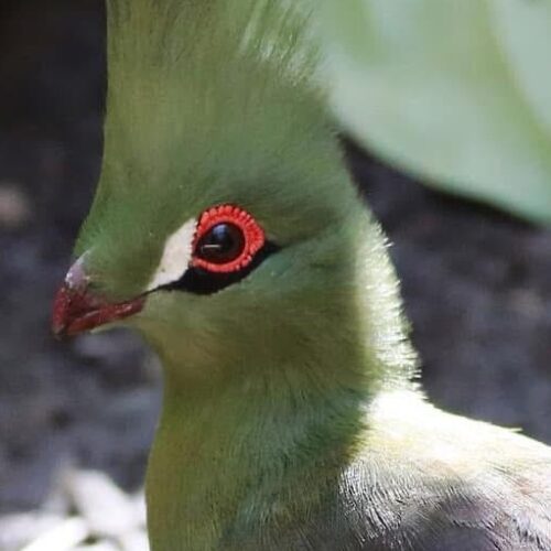 Green Turaco