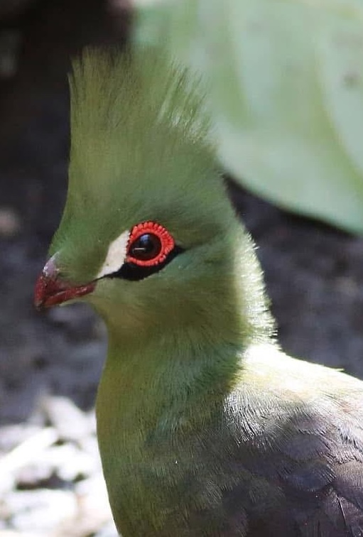 Green Turaco