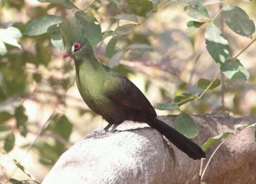 Green Turaco