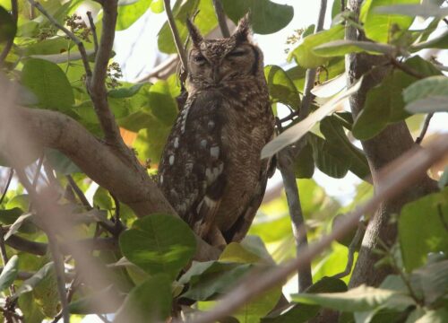 Greyish Eagle Owl