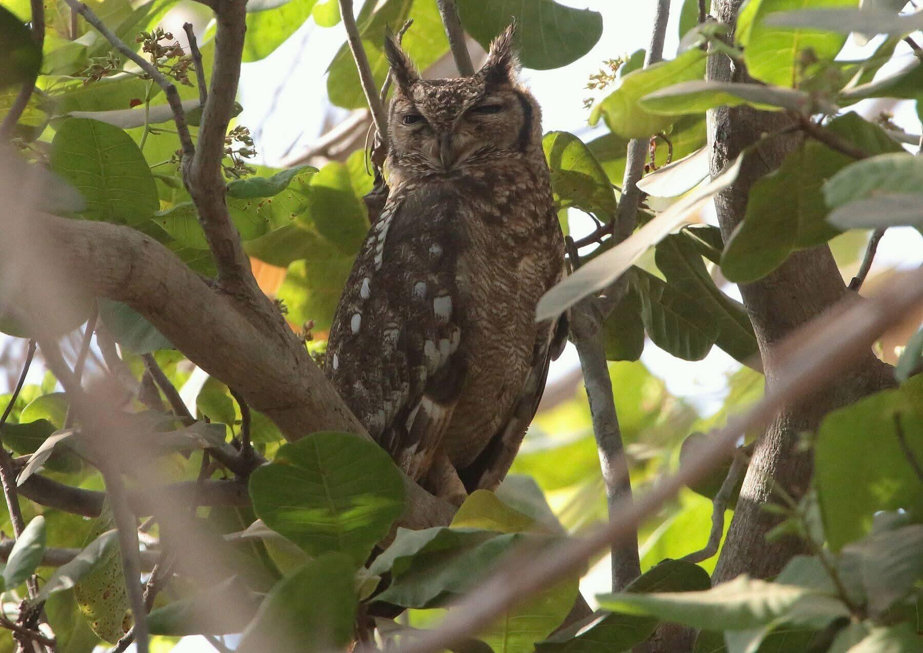 Greyish Eagle-Owl