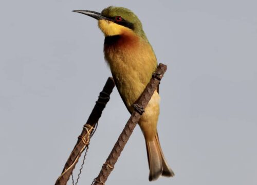 Little Bee-Eater