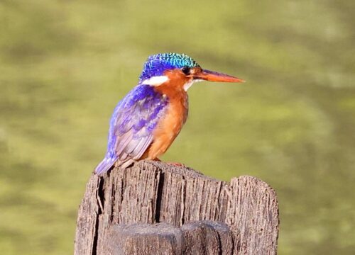 Malachite Kingfisher