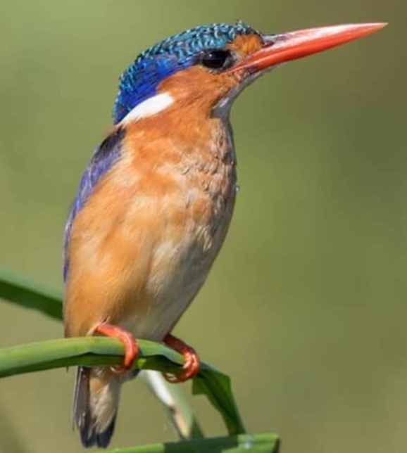 Malachite Kingfisher