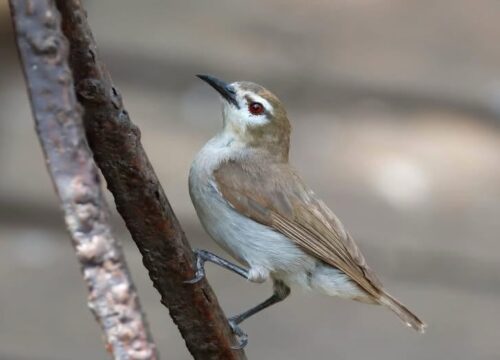 Mangrove Sunbird