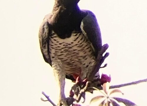 Martial Eagle