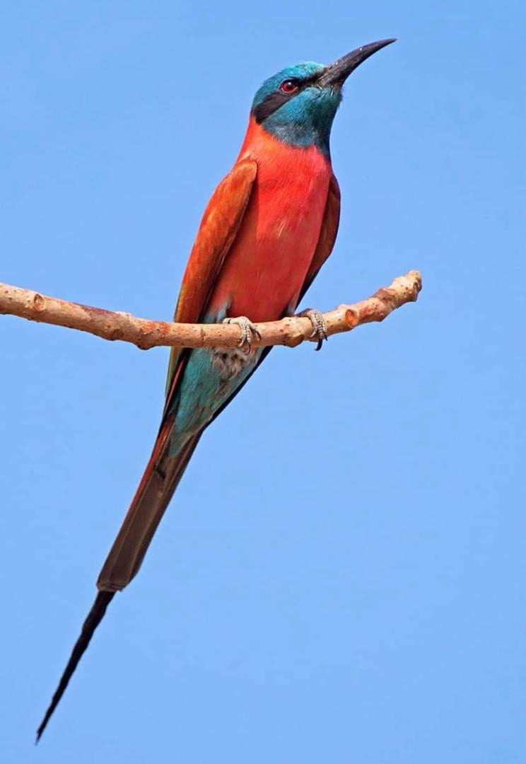 Northern Carmine Bee-eater