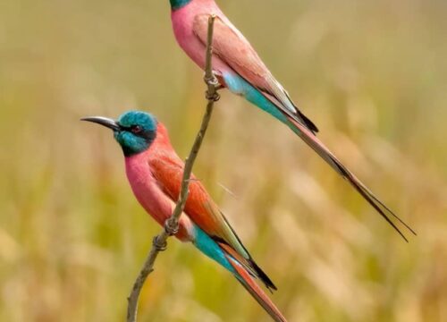 Northern Carmine Bee-eater