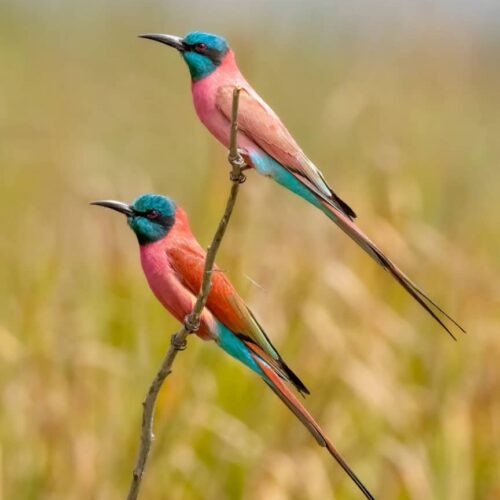 Northern Carmine Bee-Eaters