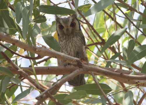 Northern White-faced Owl