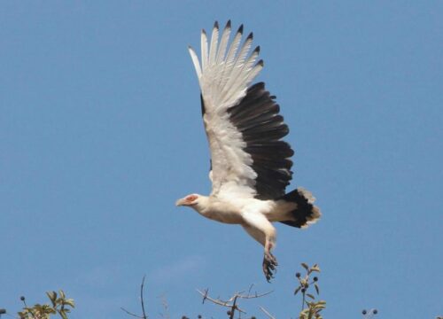 Palm-nut Vulture
