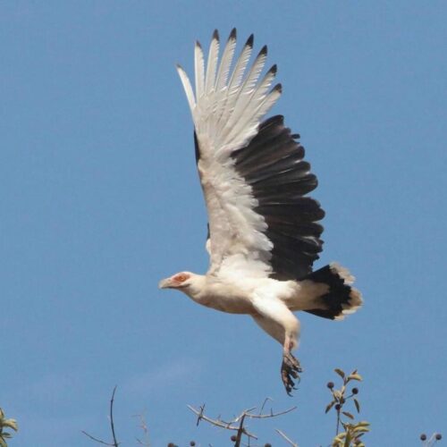 Palm-Nut Vulture