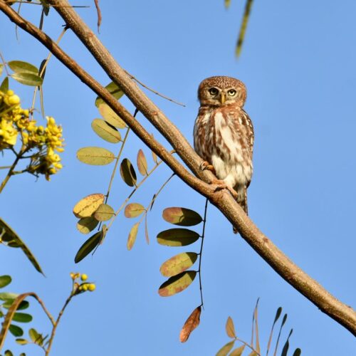 Pearl-Spotted Owlet