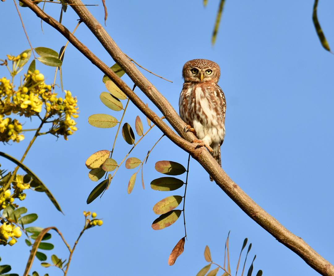 Pearl-spotted Owlet