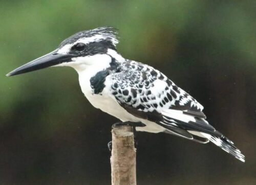 Pied Kingfisher