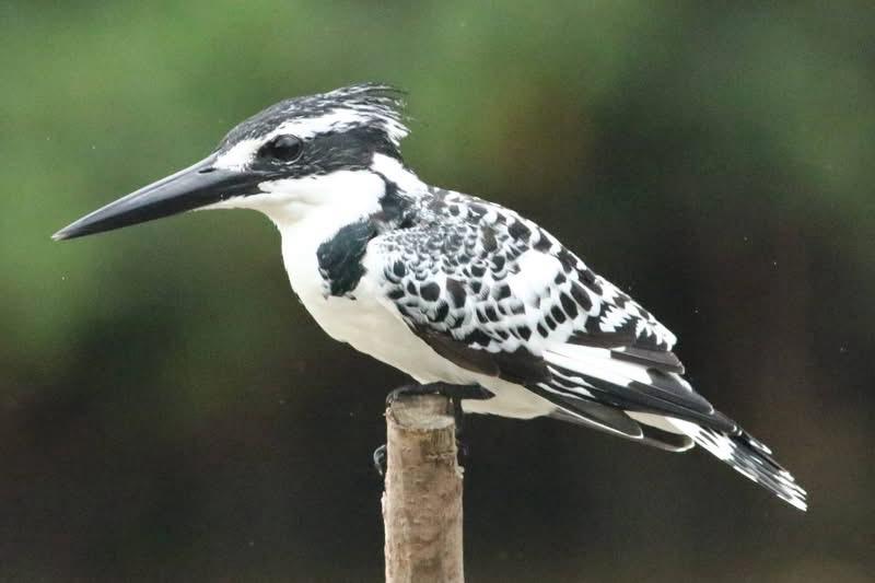 Pied Kingfisher