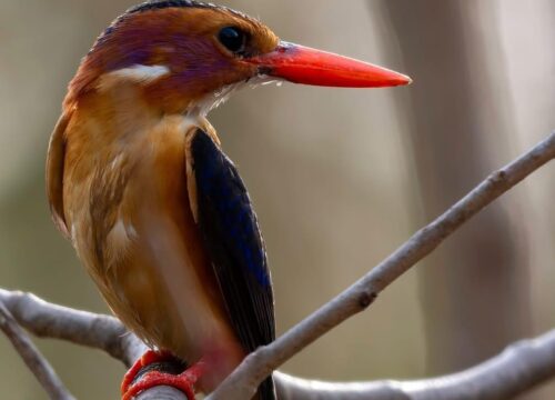 Pygmy Kingfisher