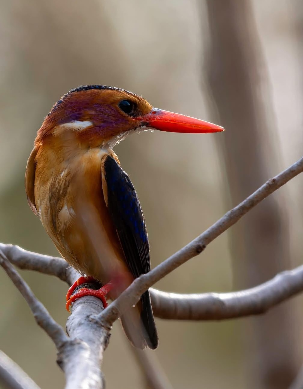 Pygmy Kingfisher