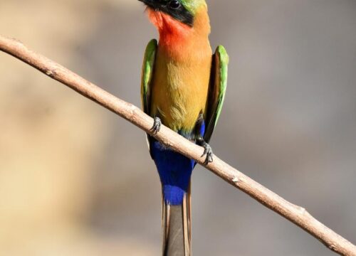 Red-Throated Bee-Eater