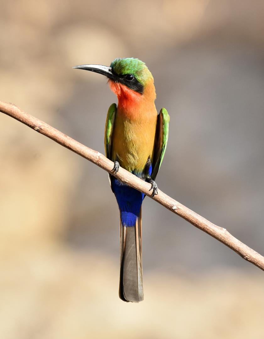 Red-throated Bee-eater