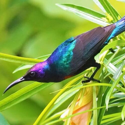 Splendid sunbirds