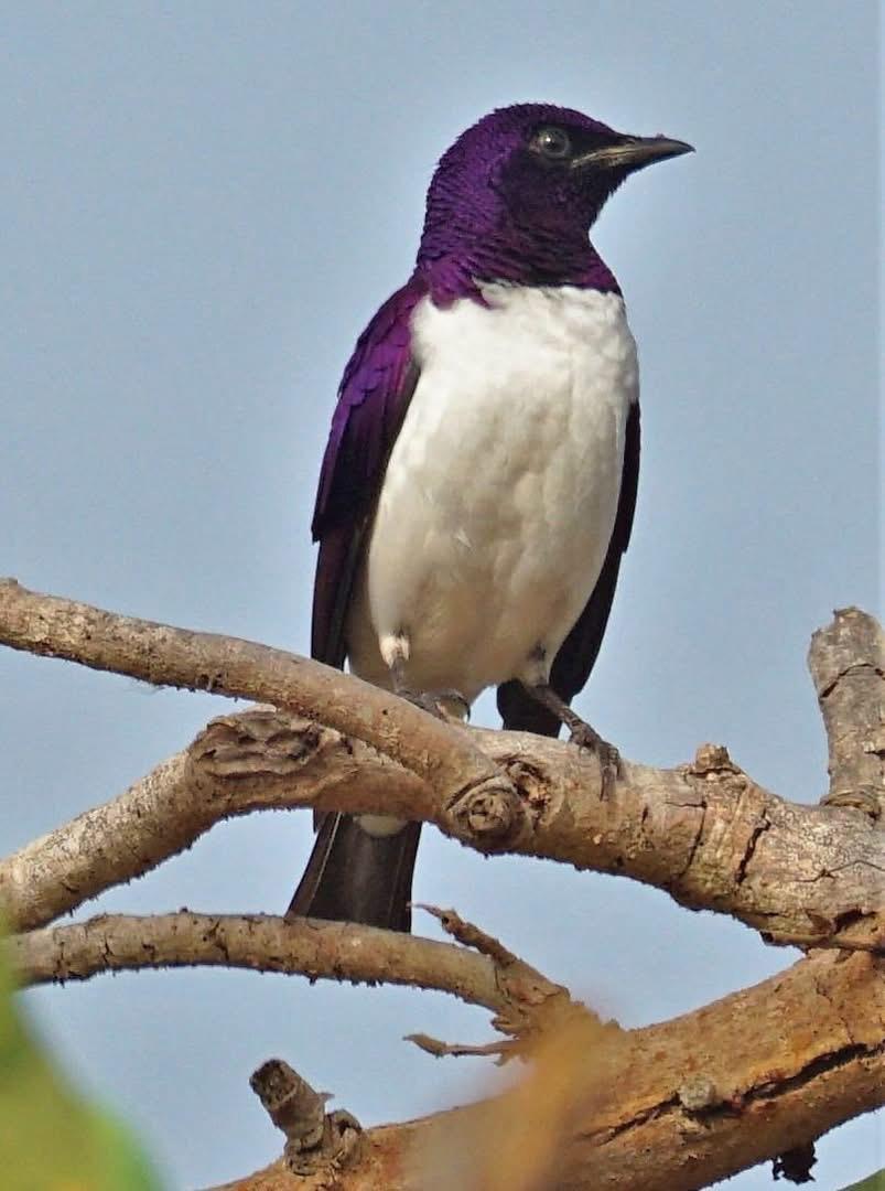 Violet-backed Starling