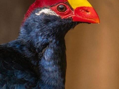 Violet Turaco