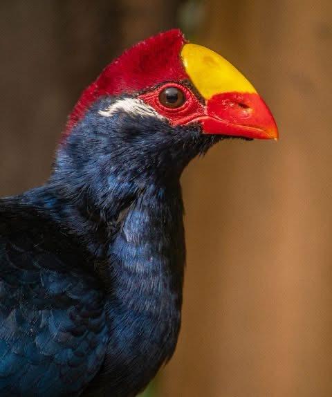 Violet Turaco