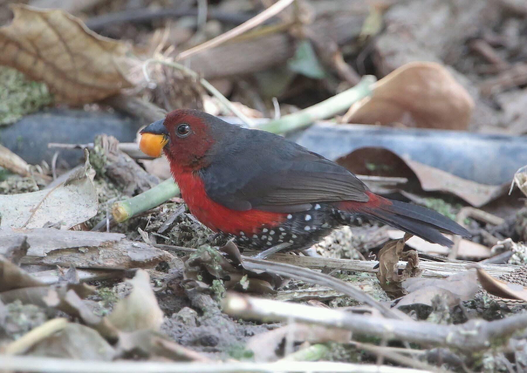 Western Bluebill