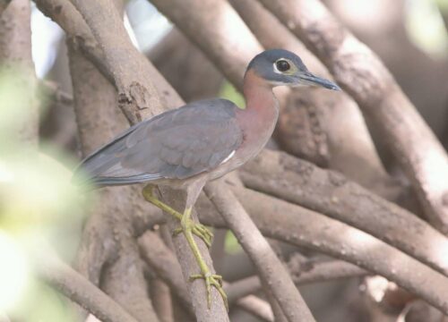 White-backed Night Heron
