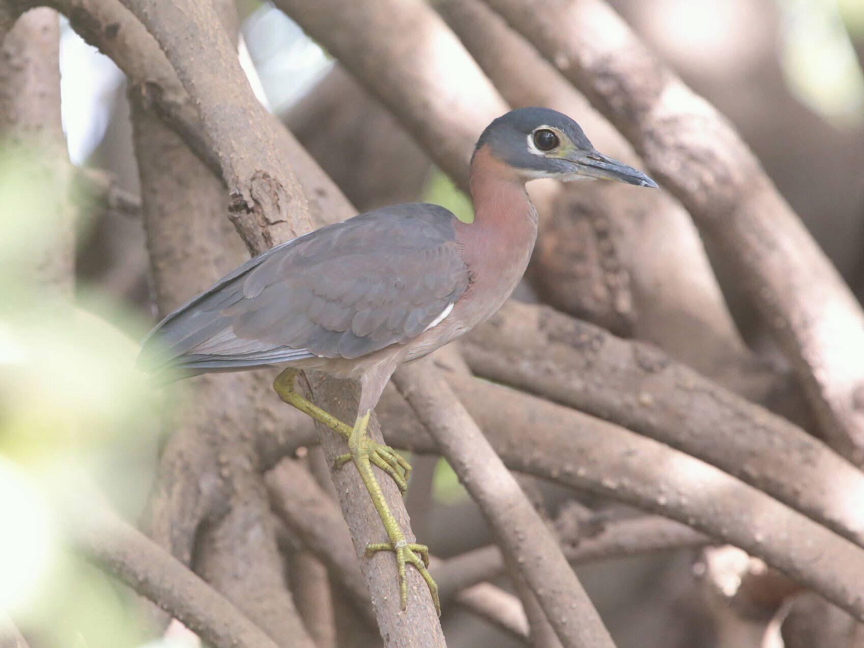White-backed Night Heron