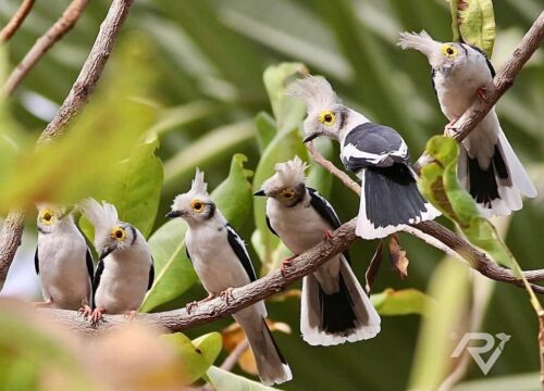 White-crested Helmetshrike